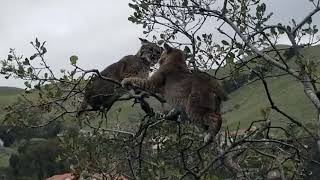 Bobcats fighting