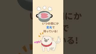 オヤツ大好き！食いしん坊な愛犬の特徴　#shorts