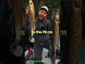 world s largest lure for fishing 😳 fishing fishinglures m bassfishing shorts