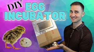 Hatching Quail and Chickens with a Cardboard Box Egg Incubator