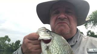 Virginia crappie for Canadians