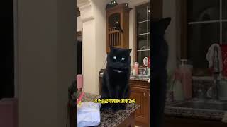 小猫咪也有自己的烦恼吧#萌宠出道计划 #黑猫   抖音