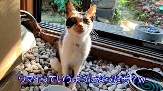 ついに人間の言葉を話し始めた野良猫🙀