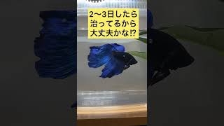 ストレスが原因⁉︎    #ベタ#熱帯魚 #飼育 #ストレス