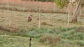 Ouessant ram watching pheasants in rural France #pheasant  #sheep #wildlife