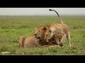 Lions in love - SafariLIVE Sunset - 23 May 2026