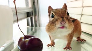 シマリスとシマリスが鉢合わせする瞬間！💥 #17「野生のシマリスにエサをあげてみた」 / #17 Feeding Wild Chipmunk