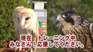 ツヨシのゴー！ＧＯ！動物園 vol 32 フライトショー