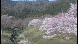 2020年3月　霞間ヶ渓公園・桜（岐阜県・揖斐郡池田町）