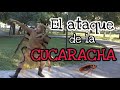 CUCARACHA ESPANTO A HERMANITAS CARDENAS - cancion