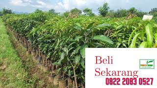 0822 2083 0527 (Tsel) Hortikultura   Bibit Unggul  Mangga Okyong