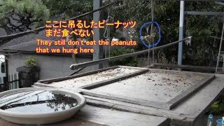 シジュウカラ用に用意したピーナッツまだ食べない　Great Tits still don't eat the peanuts we prepared for them