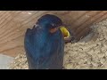 ツバメ【孵化15日目 2】給餌シーンまとめ ヒナ３羽 parents swallows have been feeding to chicks that 15 days old