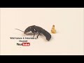 the ruthless hunter the devil s coach horse beetle vs. moth larva