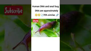 Human DNA and snail bug DNA are approximately 70% similar. 🧬#shorts, #Genetics,#DNA,#Genomics,