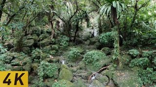 [4K] Walking in Light Rain in the Forest | Binaural Nature, Rain Sounds | Okinawa, Japan