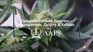 Cannabis Diploma Program Management, Quality \u0026 Edible (AAPS College)