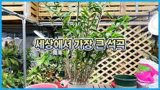 2m이상 자라는 세계에서 가장 큰 석곡을 구했습니다!! 석곡 분갈이하는법!! the biggest dendrobium