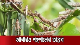 একদিকে করোনা, অন্যদিকে পঙ্গপালের হানা, নাকাল পূর্ব আফ্রিকা | Jamuna TV