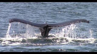 9.17.18 Humpback Whales