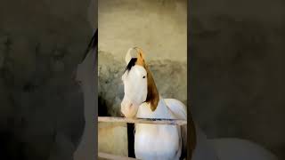 kathiyawadi stallion : chand | beautiful stallion😍| government stallion#hingolgadh#kathiyawadi_horse