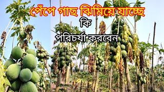 পেঁপে গাছের গোড়া শিকড় পচে গাছ ঝিমিয়ে যাচ্ছে কি করে গাছ ঠিক করবেন || Ami Krishak Bandhu