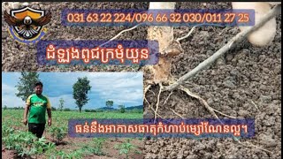 EP 161 តើដំឡូងមីពូជ ក្រមុំយួន​ មានគុណសម្បត្តិអ្វីខ្លះដល់កសិករអ្នកដាំ?0316322224/0966632030