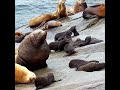 Sea lions pups at play: Chiswell Island Steller Sea Lion Research 2023