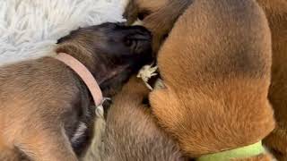 Belgian Malinois Puppies: The early stages.