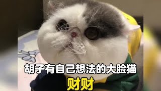 一只胡子长得为所欲为，丑得有些好看的大脸猫#记录猫咪日常