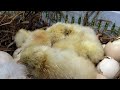 Hoabachthuy  đang phát trực tiếp!Watch the attractive newly hatched Dong Tao chickens with huge legs