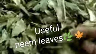 Useful neem leaves🌿|| வேப்பிலையின் சிறந்த பயன்கள்