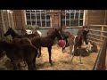 a visit to last chance corral foal rescue