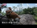 ビーグル犬と一緒に新緑の六甲山を歩いたよ