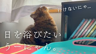 お外が気になる猫ちゃんがかわいい...