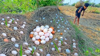 Top UNIQUE! pick lots of eggs and snail at field the pick by best hand