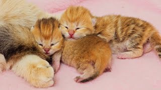 Golden Mother Cat Shows Love to Her Newborn Kittens