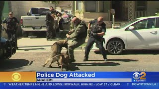 Caught On Police K 9 Attacked By Pit Bull In Anaheim