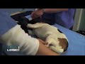 How to take an X ray of right lateral abdomen:  jack russell  (update)