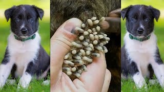 Dog Mangoworms Removal Compilation - Botfly removal  #