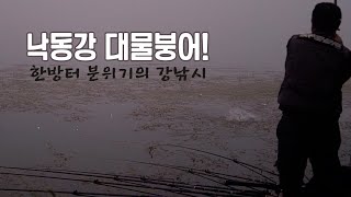 한방터 분위기의 낙동강 대물붕어!