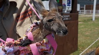 神戸どうぶつ王国　ナップザックで育つカンガルーの赤ちゃん