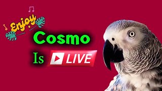 Cosmo the funny parrot is live! #LivestreamWithYouTube