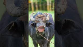 अगर आप घुमाओ रे😂🤪🐄 #comedy #funny #animals #cow #buffalocomedy