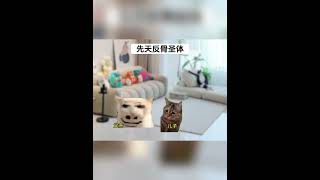 先天反骨 #猫meme #猫meme小剧场 #故事 #funny  #cat #故事 #貓  #搞笑 #cute #迷恋  #pets #animals #memes #memesvideo