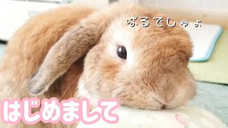 うさぎ様【No,1】はじめましてぱるちゃん