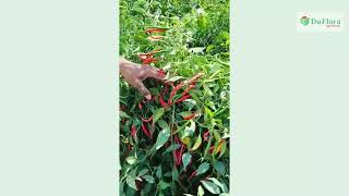 CHILLI DF SHINE4345 VENKATREDDY BOLLAPLLY  #topvariety #dfshine #DuFlora