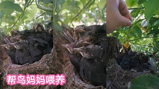 〖温暖如風〗鸟妈妈不在家，小伙子抓虫子喂养小鸟，小鸟把人类当妈妈