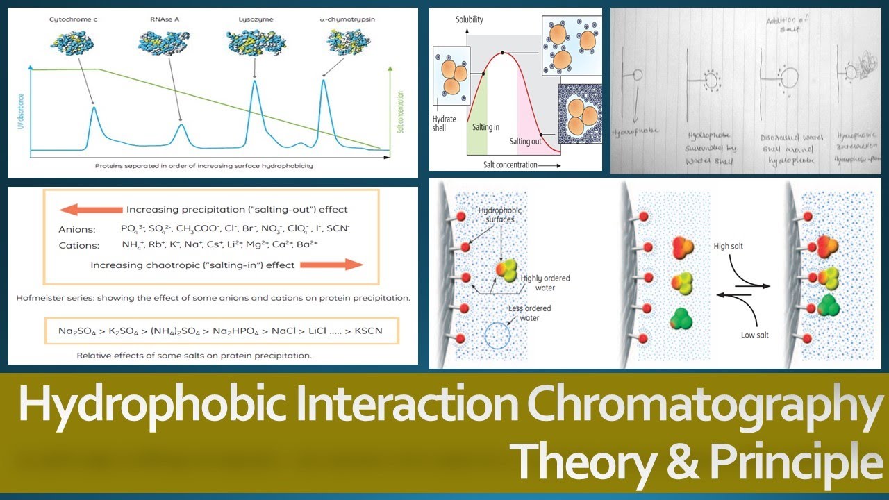 Hydrophobic Interaction Chromatography: Theory And Principle, Protein ...