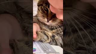 CHOOTI TEACHER -  (චූටි ටීචර්)#shortsfamily, #funnycats, #adorablemoments, and #petlovers#short